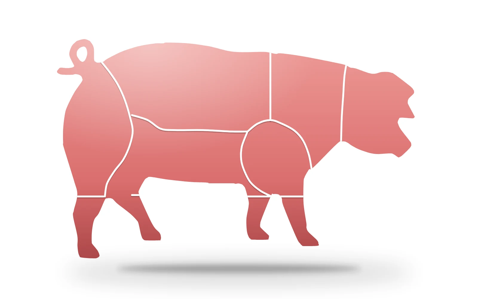 Cerdo con las líneas de corte del despiece